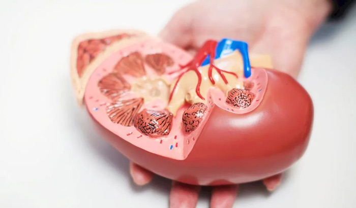 【世界腎臟日】保護腎臟健康,擁有健康體魄! 【世界腎臟日】保護腎臟健康,擁有健康體魄!