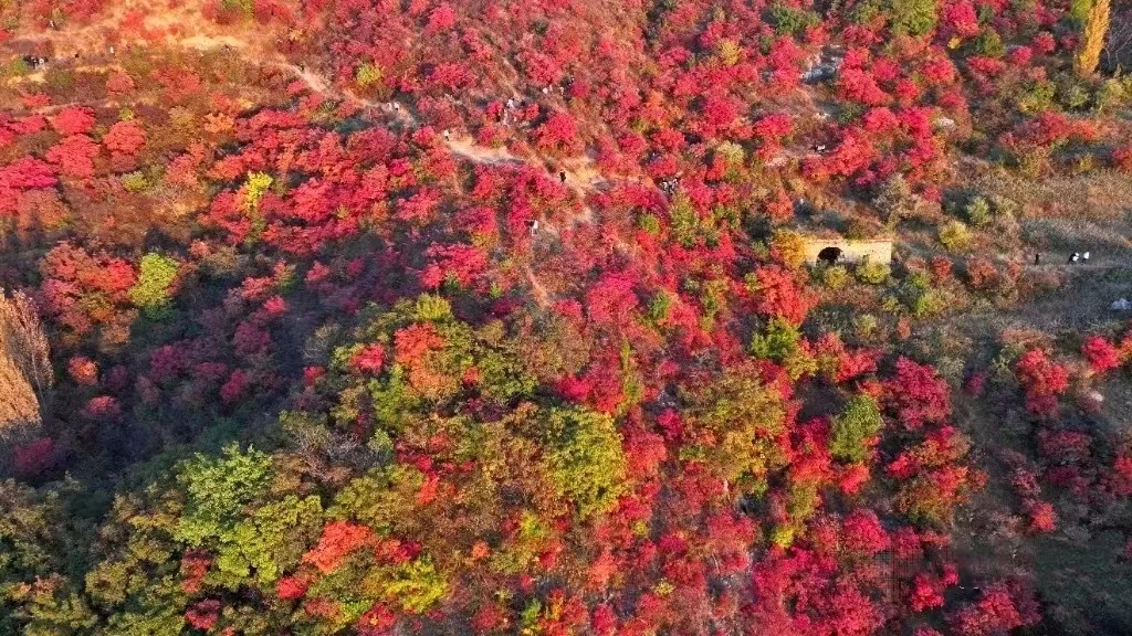 嵩山紅葉 嵩山紅葉