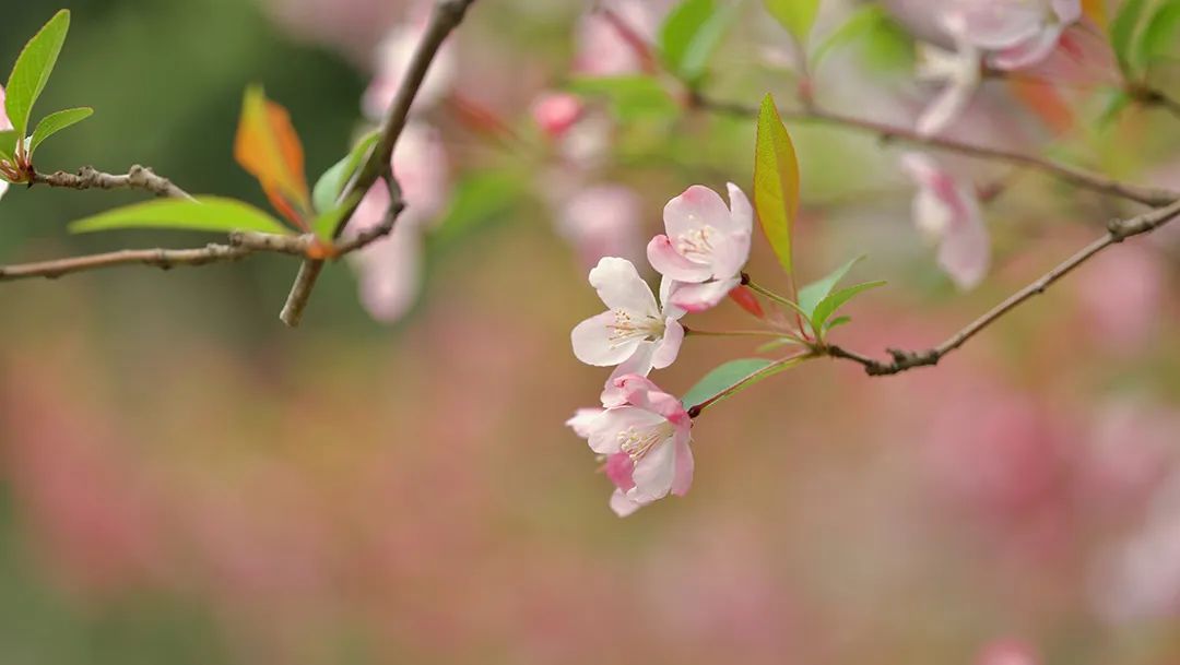 Â䲻@A(dng)ĉ(mng)