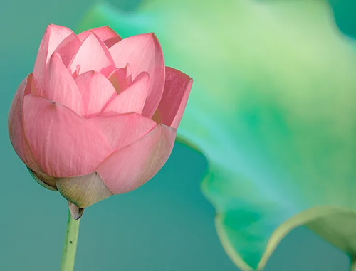 梅雨季節(jié),小心你的鼻子會“發(fā)霉”! 梅雨季節(jié),小心你的鼻子會“發(fā)霉”!