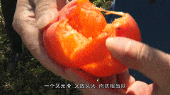 ζһDšθﾹȻL(zhng)ʯ^